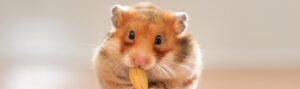 Conseils prendre soin hamster