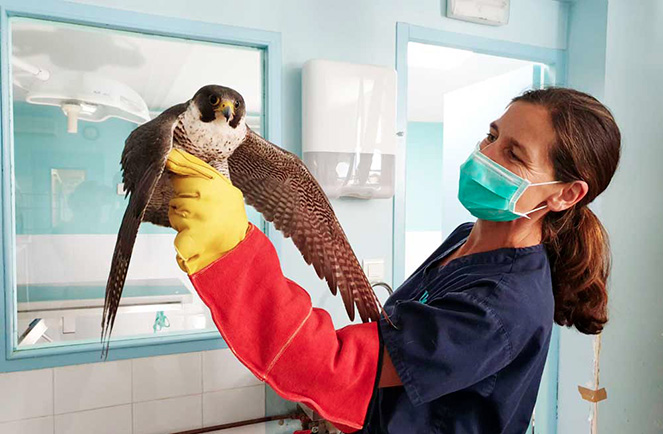 vétérinaire et faucon univet nature