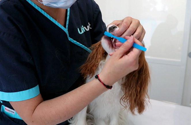 hygiène bucco-dentaire vétérinaire chien