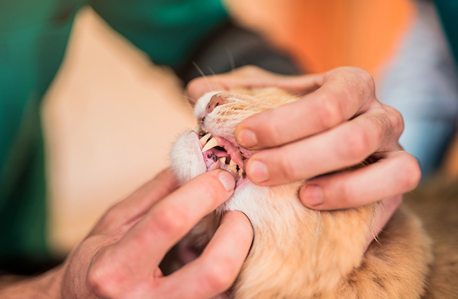 maladie parodontale chat