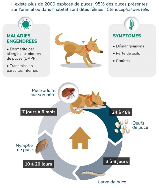 infographie puces chien