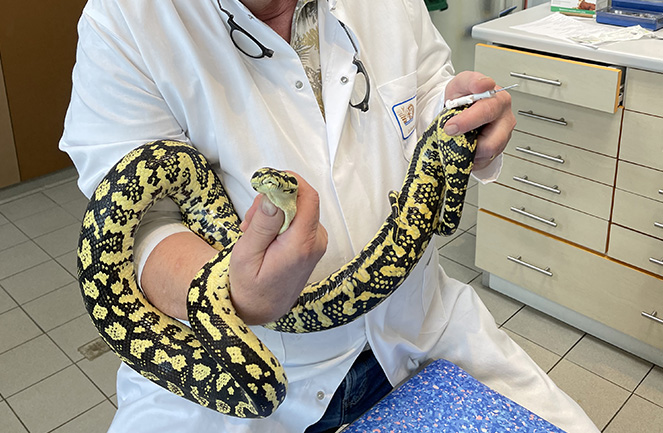 Clinique Veterinaire Univet La Fleche serpent