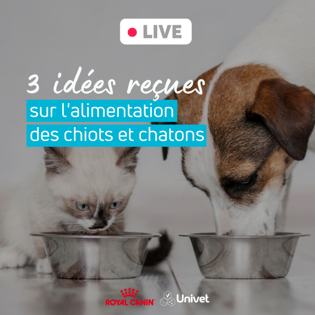 live royal canin nutrition chiot chaton