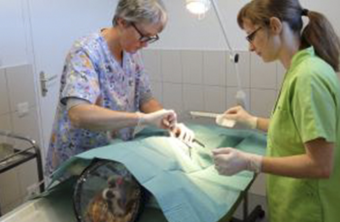 Clinique veterinaire univet st remy de sille chir