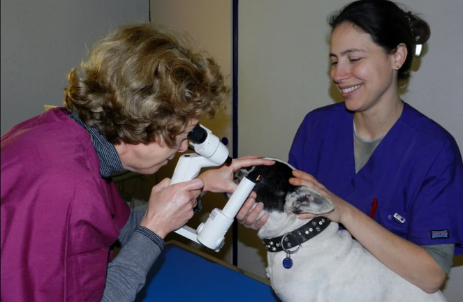 Clinique veterinaire Univet Narbonne consult