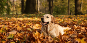 Chien âgé allongé dans les feuilles d’automne, illustrant les effets des changements de saison sur l’arthrose canine.