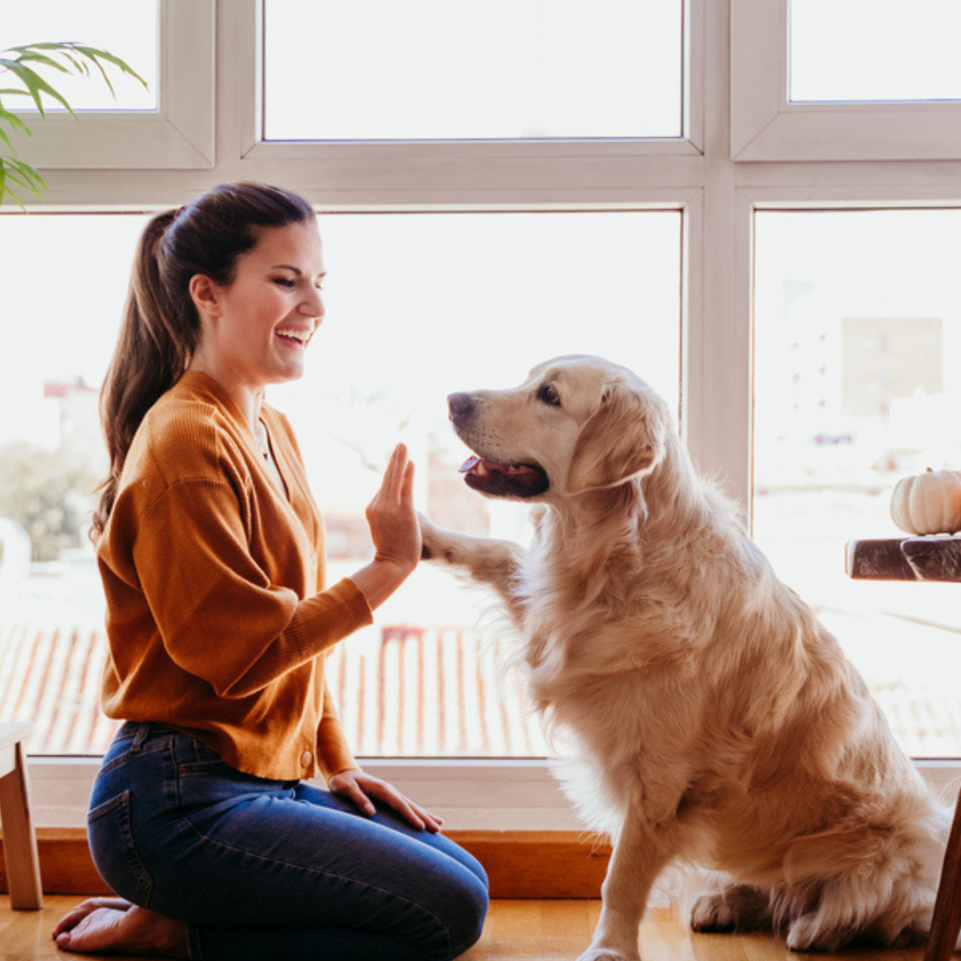 Femme récompensant son chien avec une friandise lors d’une séance d’éducation positive à la maison