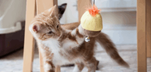 Chaton jouant avec un jouet interactif à l’intérieur, stimulant son apprentissage et sa curiosité