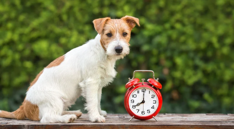 Chiot assis à côté d’un réveil illustrant le temps de rétention et l’apprentissage de la propreté