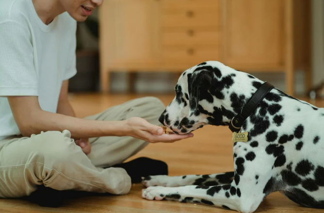 Chien recevant une friandise de son humain lors d’un apprentissage basé sur le renforcement positif
