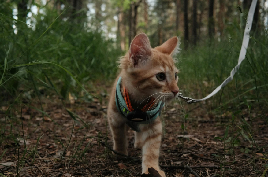 Chaton roux en harnais découvrant l’extérieur lors d’une socialisation