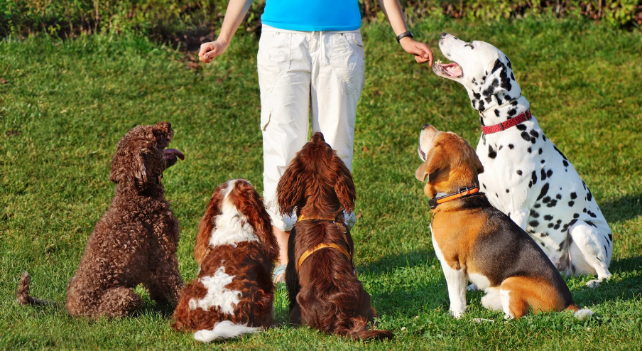 Choisir un éducateur canin pour accompagner plusieurs chiens en éducation positive
