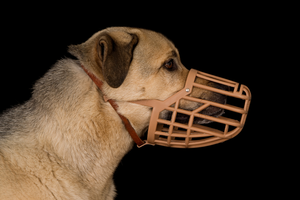 Chien adulte portant une muselière panier adaptée, permettant de haleter, dans le cadre d’un entraînement à la muselière en douceur.