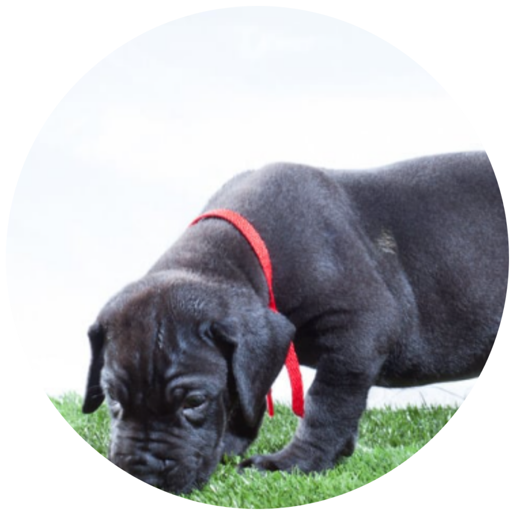 chiot qui découvre un nouvel environnement en extérieur