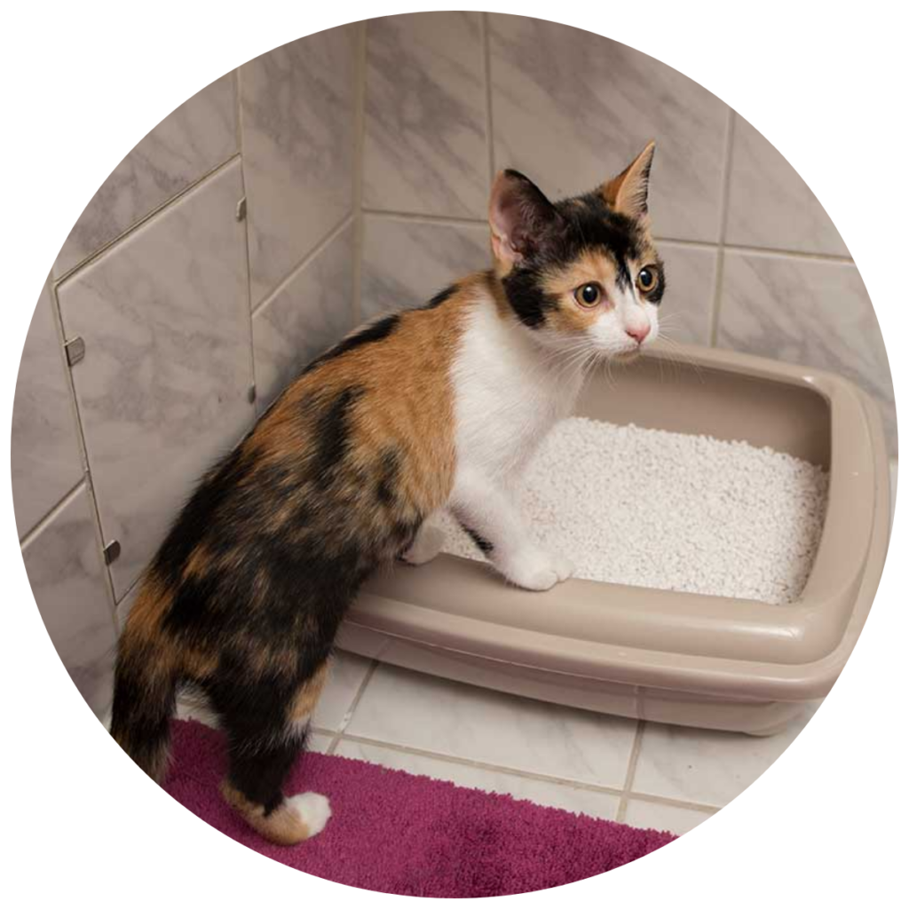 Chat utilisant sa litière dans un environnement calme