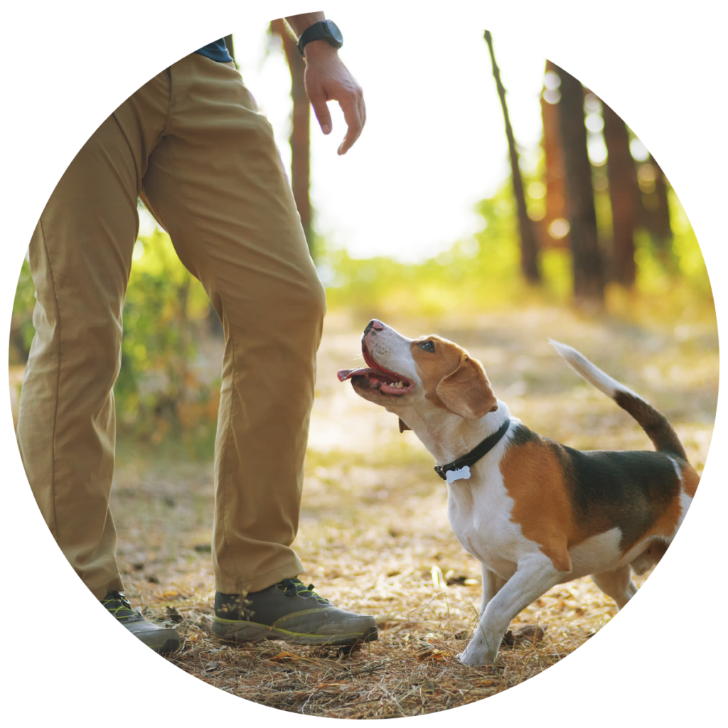 chiot en promenade avec son maître