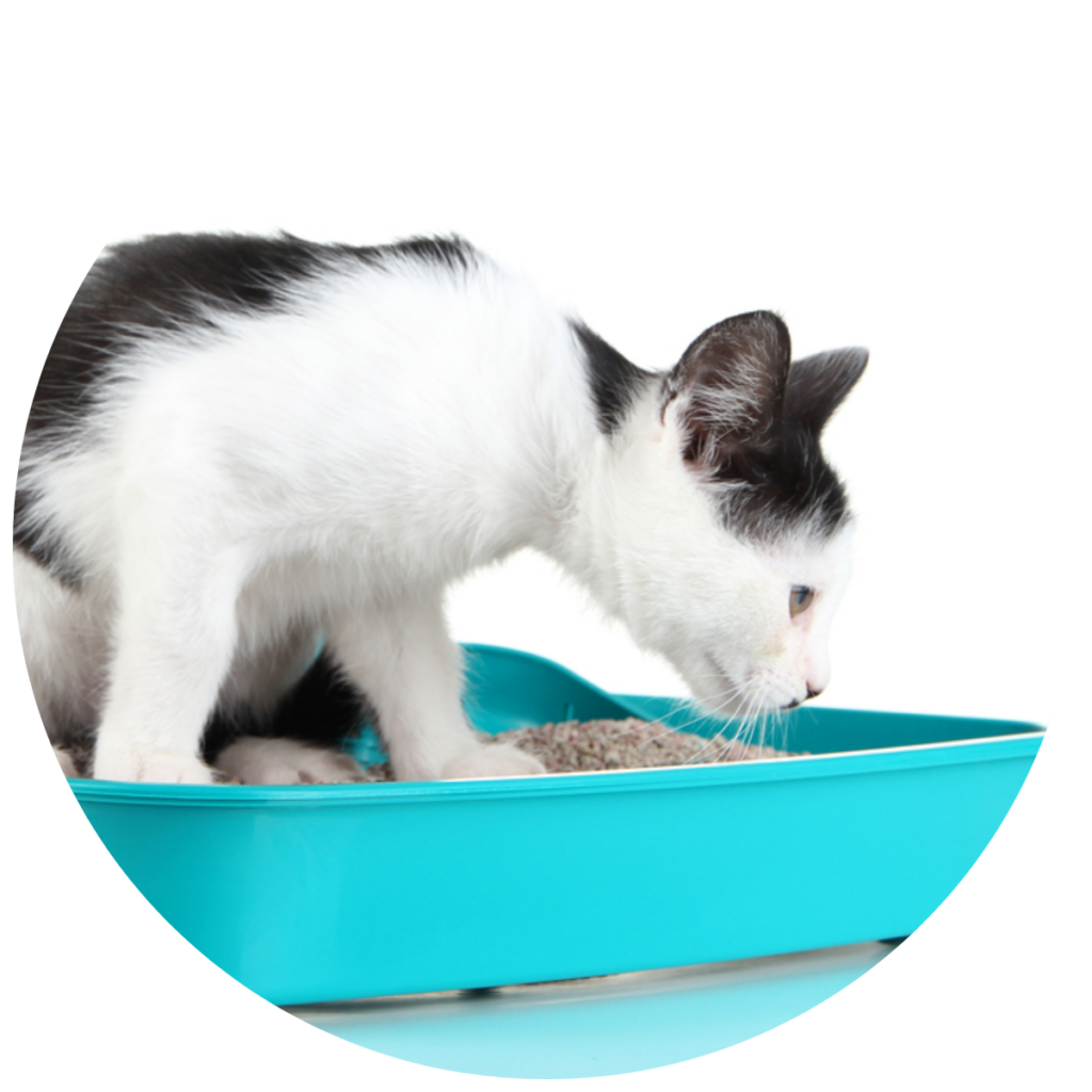 Chaton découvrant son bac à litière