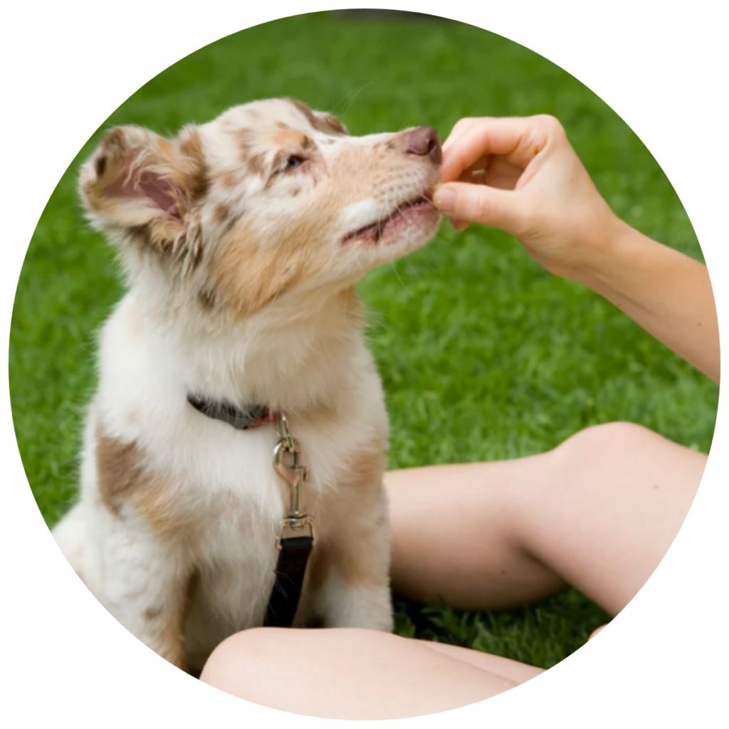 socialiser son chiot avec des récompenses positives