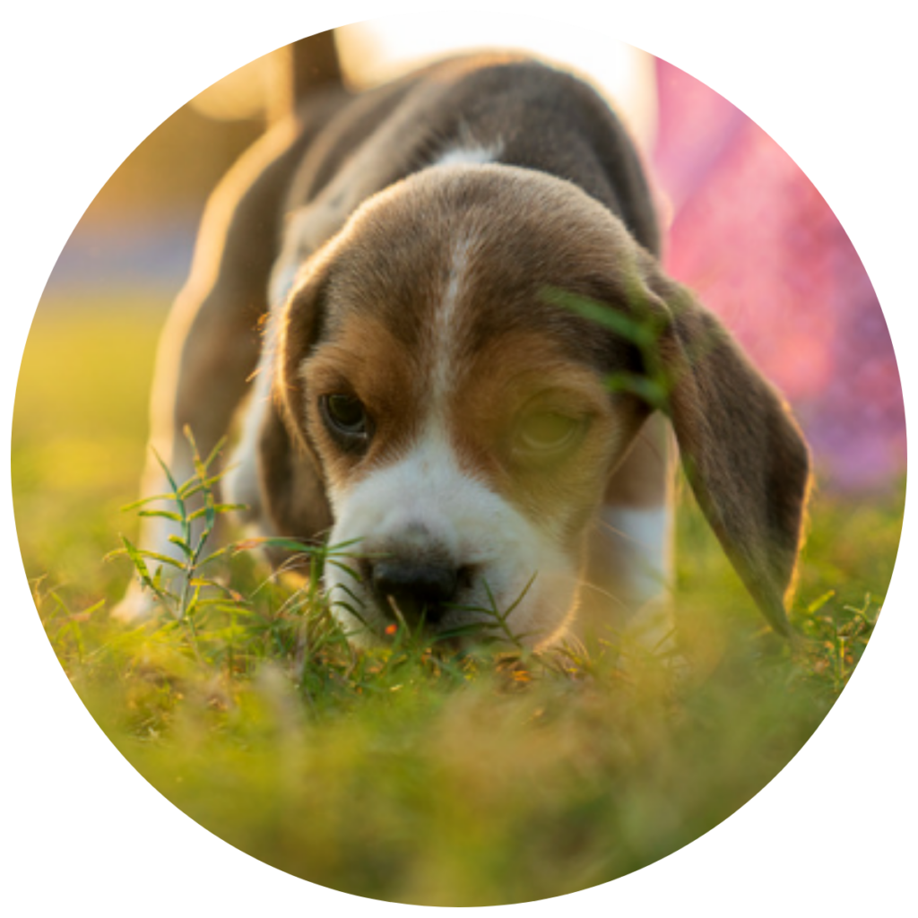 chiot qui renifle l’herbe et explore son environnement
