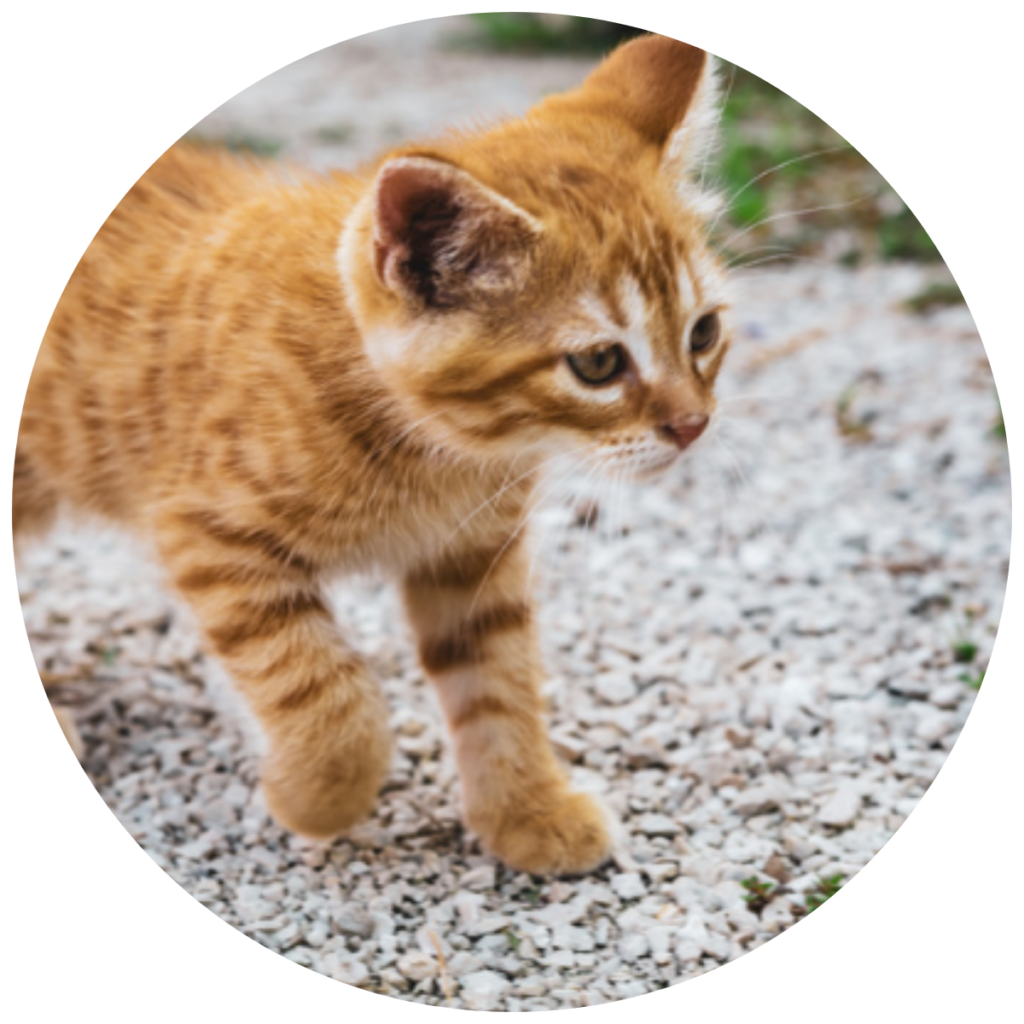 chaton roux explorant un sol en gravier