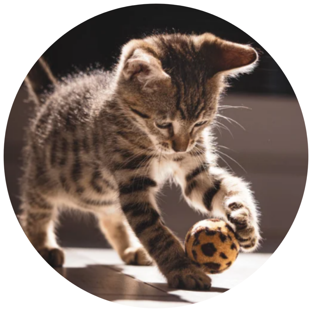 chaton jouant avec une balle