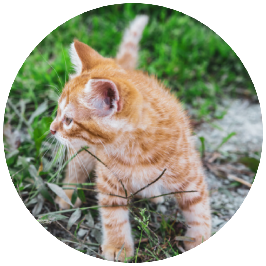 Chaton roux découvrant un nouvel environnement extérieur en toute sécurité