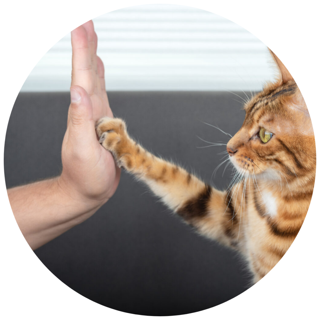 Examen vétérinaire d'un chat présentant des problèmes de propreté