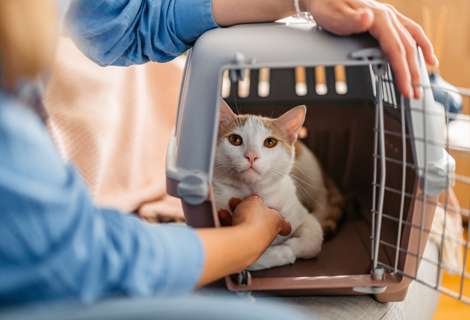 Chat calmement installé dans sa caisse de transport lors d’un apprentissage en douceur
