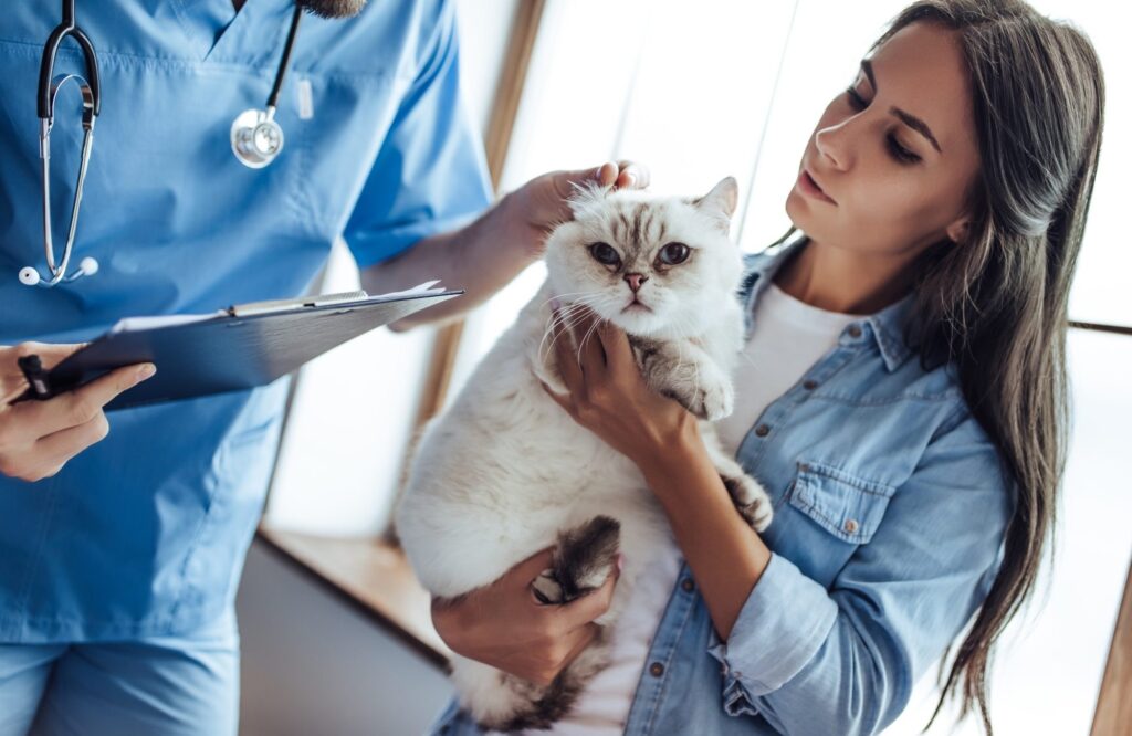Consultation vétérinaire avec un chat tenu par son propriétaire et examiné par un vétérinaire