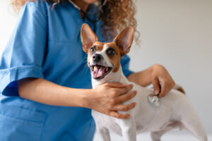 Chien détendu ausculté par un vétérinaire avec un stéthoscope, dans un environnement rassurant.