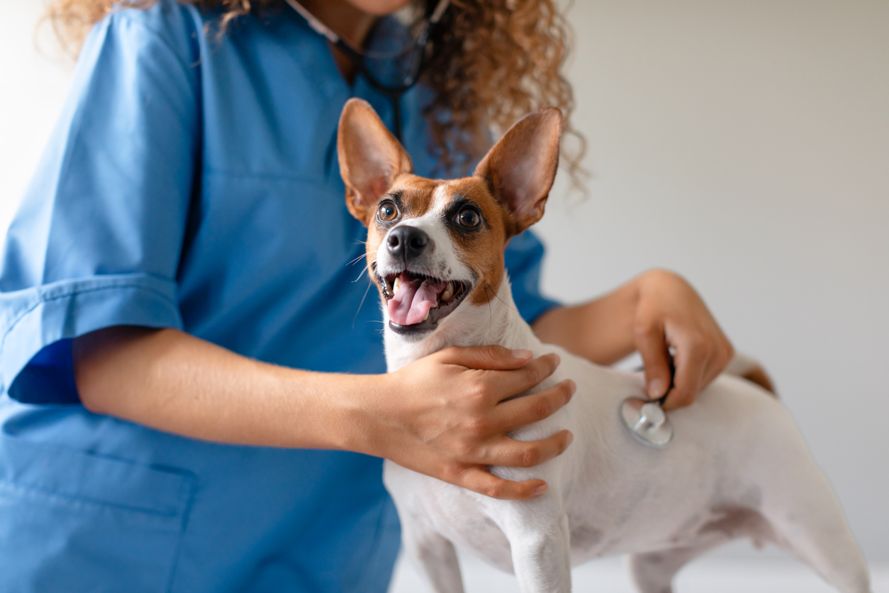 Chien détendu ausculté par un vétérinaire avec un stéthoscope, dans un environnement rassurant.