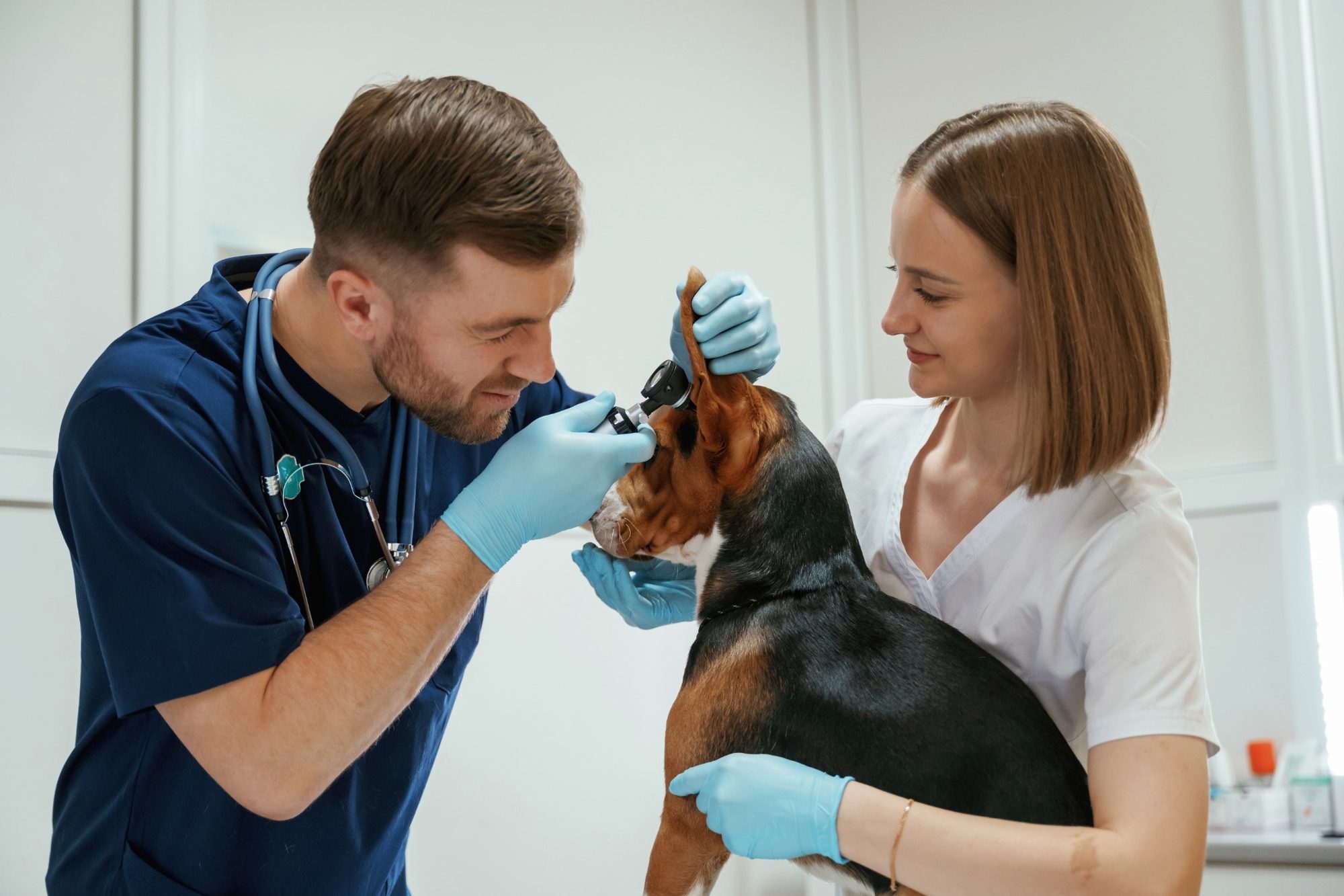 Vétérinaire examinant doucement les oreilles d’un chien, assisté par une ASV, lors d’une consultation calme et bienveillante.