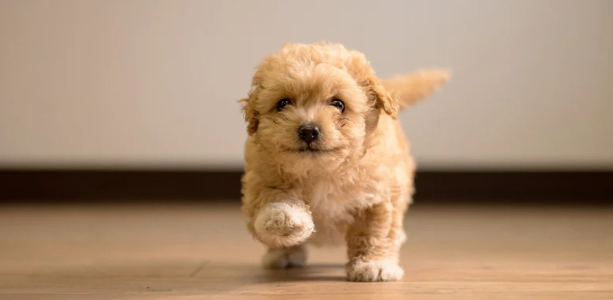 Chiot avançant avec curiosité, premières explorations du monde