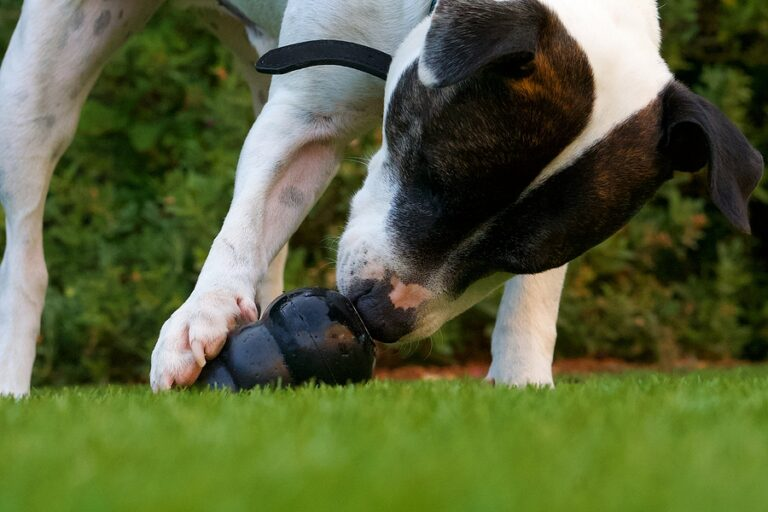 Enrichissement du chien avec un jouet interactif stimulant