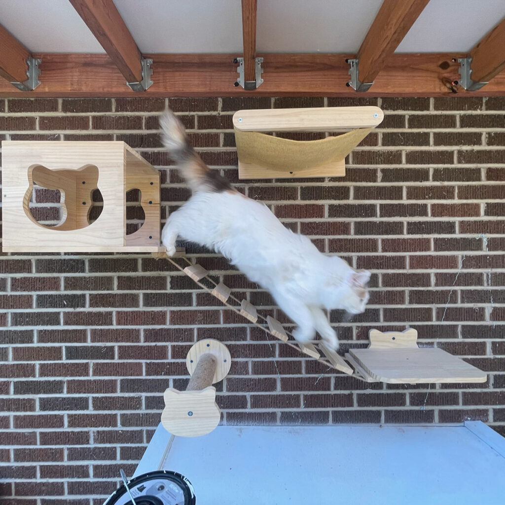 Chat utilisant un parcours mural pour favoriser l'enrichissement de son environnement.