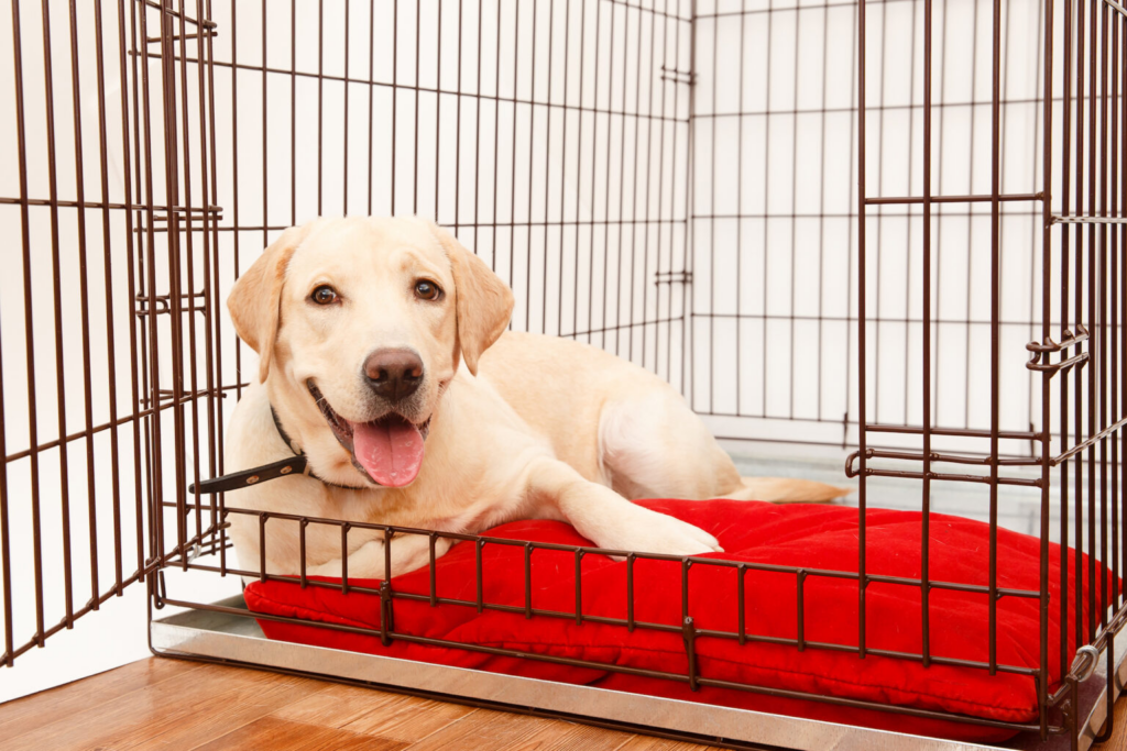 Chien détendu dans sa cage avec un coussin, associée à une expérience positive