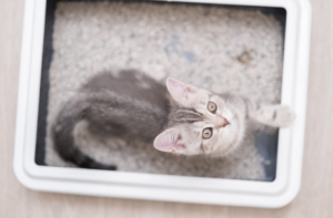 Chaton regardant vers le haut dans son bac à litière propre et adapté