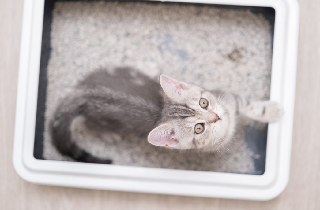 Chaton regardant vers le haut dans son bac à litière propre et adapté