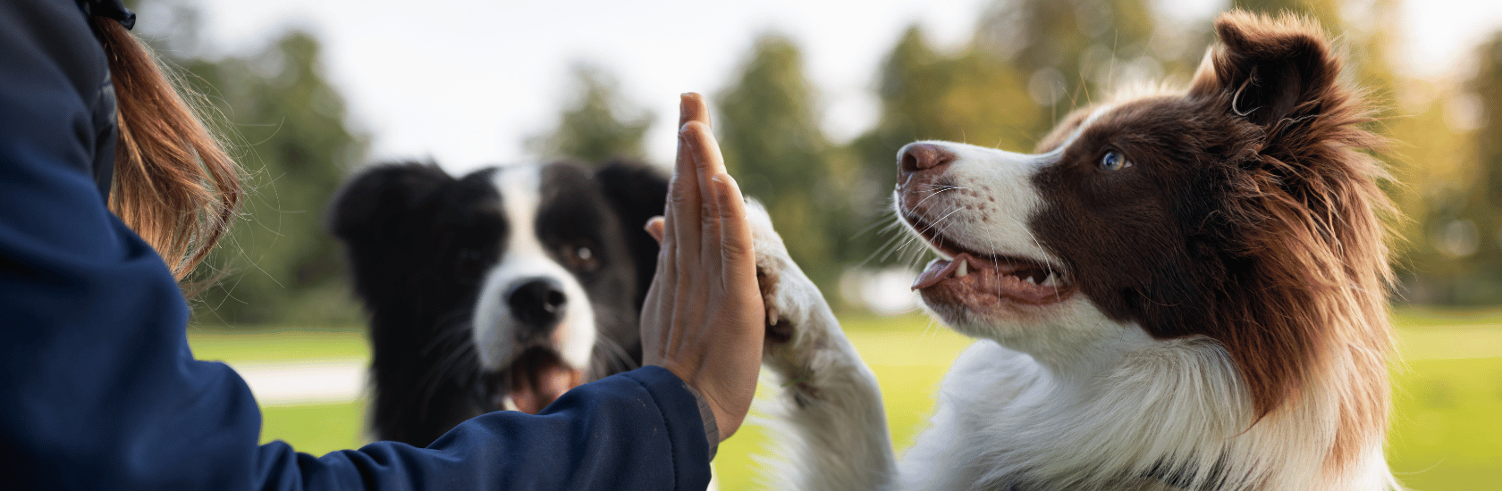Clinique Vétérinaire Univet des Terres d&rsquo;Opale