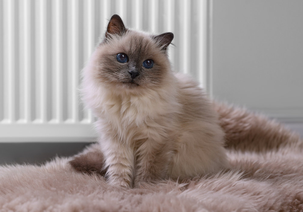Chat près d’un radiateur en hiver, environnement