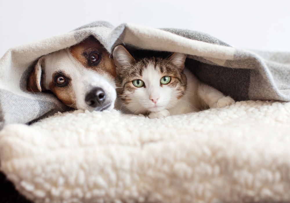 Chien et chat sous une couverture en hiver dans une maison chauffée favorisant le cycle de vie des puces