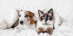 Chien et chat sous une couverture en hiver – protection contre les puces et tiques