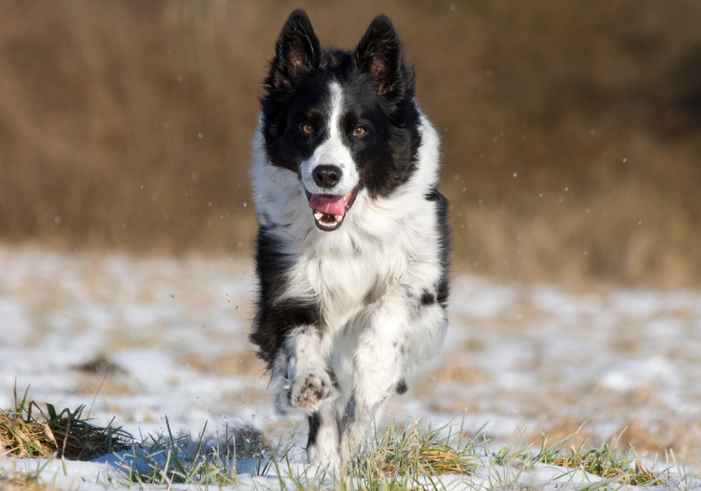 Chien courant dans la neige en hiver exposé aux tiques et aux puces actives malgré le froid