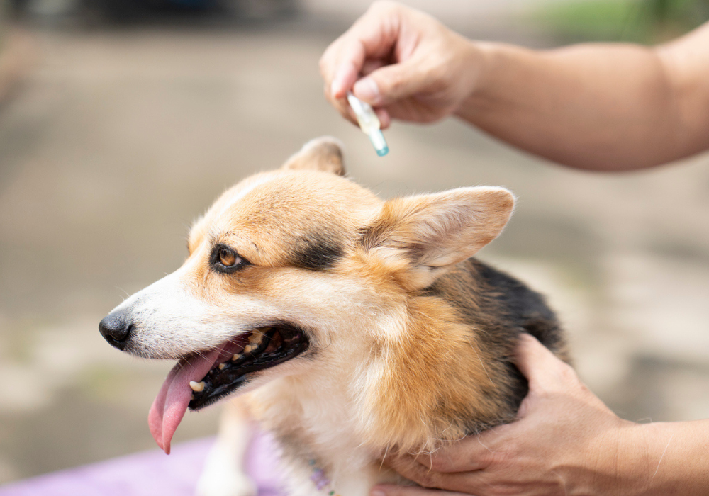 Application d’un traitement antiparasitaire sur un chien pour protéger contre les puces et les tiques toute l’année