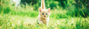 Chat roux observant son environnement pour illustrer les émotions et le langage corporel du chat.