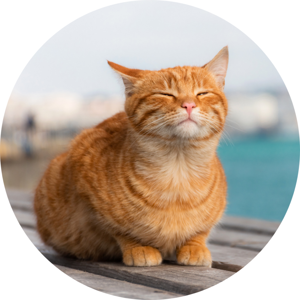Chat roux aux yeux mi-clos