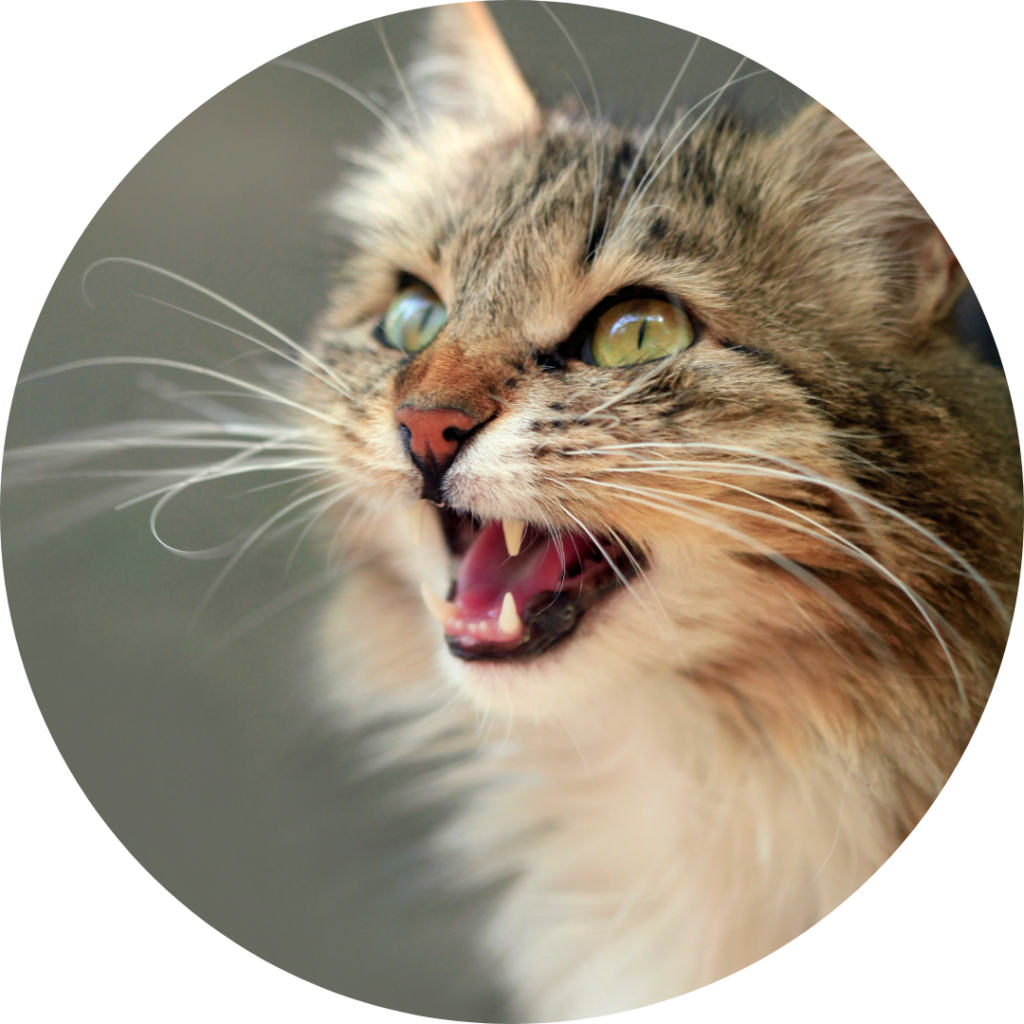 Chat en train de miauler
