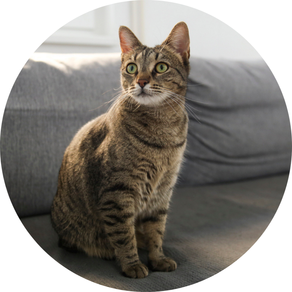 Chat aux oreilles dressées et orientées vers un son.