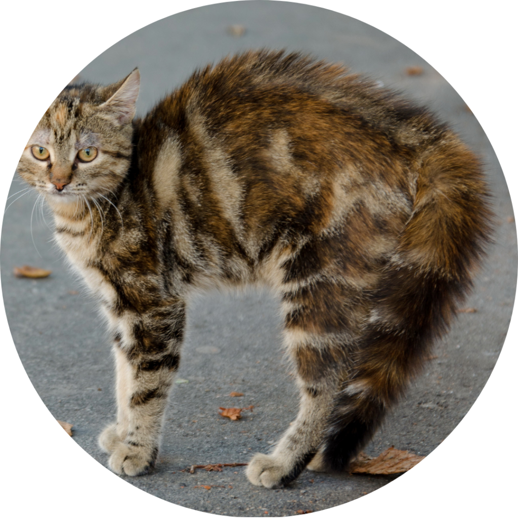 Chat adoptant la posture du dos rond
