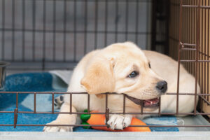 Chiot Labrador détendu dans sa cage avec un jouet, illustrant un apprentissage de la cage positif et sécurisant.